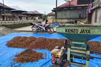 Kopi harus dipetik merah untuk jaga kualitas produk