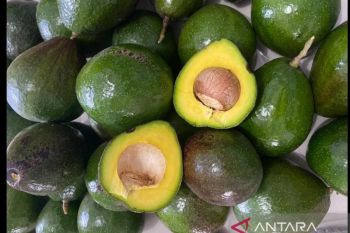 Alpukat Asyifa Sabang terdaftar varietas lokal unggulan Kementan