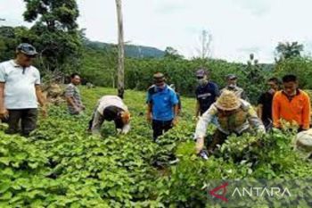 Petani Konawe Utara beralih tanam nilam sebagai tanaman utama