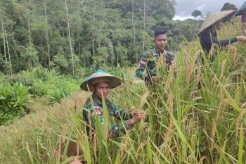 Prajurit TNI bantu panen padi di perbatasan RI-Malaysia