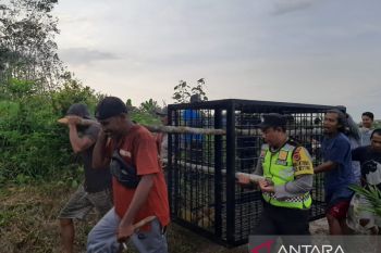 Polisi dan BKSDA Jambi pasang perangkap beruang yang terkam warga