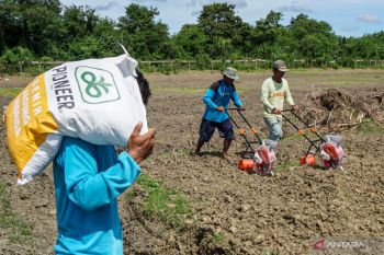 Keerom dan Jayapura dipersiapkan menjadi daerah penghasil padi