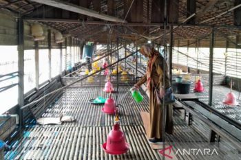 Kalsel tingkatkan waspada virus flu burung clade 2.3.4.4b