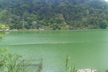Kematian benih ikan di Danau Maninjau capai lima ton
