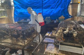 Distan Denpasar gencarkan KIE dan biosekuriti tangkal flu burung