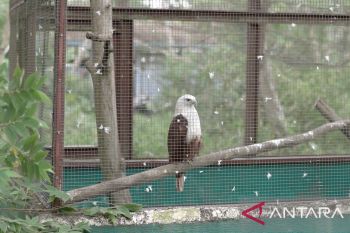 Menjaga Kelestarian Satwa Liar, PT Timah Tbk Ikut Merehabilitasi Satwa di PPS Alobi di Kampoeng Reklamasi Air Jangkang