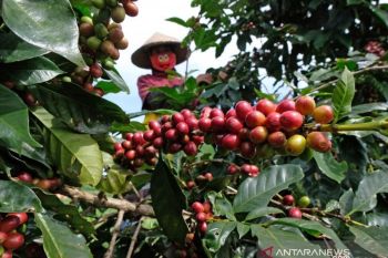 Catatan Hendro Basuki - Kopi = Bahagia + Otak Selalu Segar