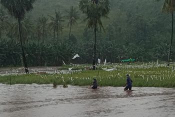 Puluhan hektare tanaman padi rusak diterjang banjir di Bima