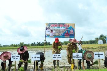 Syukuran panen raya padi dan tanam perdana cabai