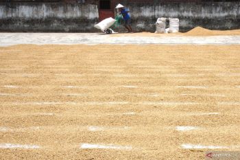Jaga daya saing petani, Bapanas cabut aturan batas atas harga gabah dan beras