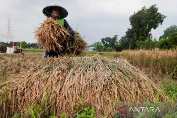 Puncak masa panen picu harga gabah di Meranti