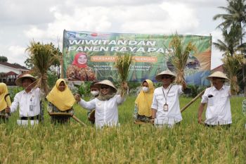 Dinas Pertanian Sleman melakukan panen padi sehat