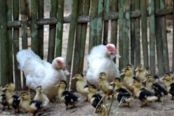 Bandarlampung ingatkan peternak unggas terapkan biosecurity