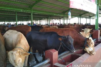 Dinas Pertanian dan Pangan Kudus bantu pengobatan sapi positif virus LSD