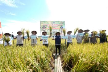 Gubernur Sulsel lakukan panen padi program Mandiri Benih di Bone