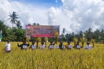 Pemkab Sidrap meramaikan panen padi nusantara