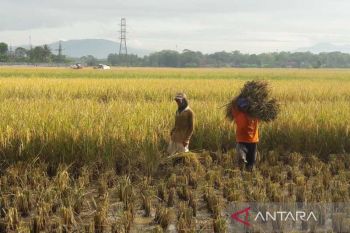 Mentan: Petani percepat tanam padi