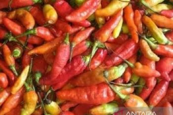 Harga cabai rawit di Jayapura tembus Rp170.000 per kg  jelang lebaran
