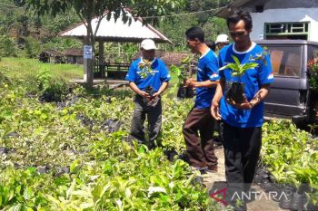 Sebanyak 20.000 bibit pohon ditanam dalam gerakan penghijauan