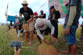 Panen raya "Katto Bokko" di Kabupaten Maros digelar secara adat