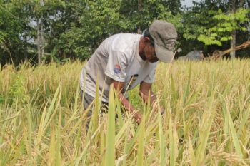 BPS Kaltara: Produksi beras Januari-April berpotensi capai 7.883 ton