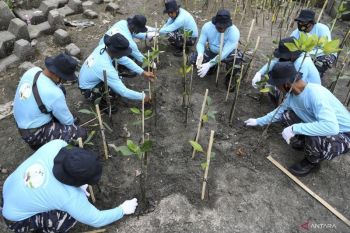 BRIN pakai mikroba untuk meningkatkan keberhasilan upaya restorasi mangrove