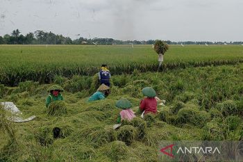 Bulog Banyumas mulai beli beras hasil panen  petani