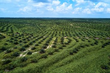 Program kemitraan peremajaan sawit rakyat efektif tingkatkan produktivitas