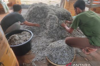 Produksi ikan teri di Aceh Jaya capai 35 ton per tahun