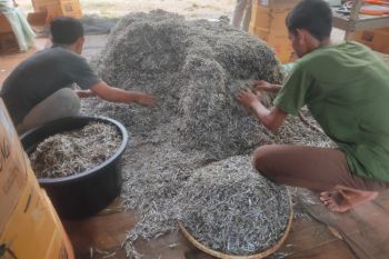 Aceh Jaya butuh investor gudang pendingin untuk komoditas ikan teri