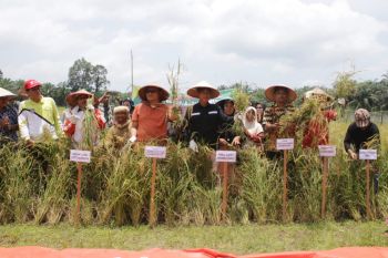 Pasaman Barat panen raya padi dari dana desa