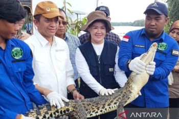Satwa baning coklat dan buaya muara jadi penghuni baru  SM Padang Sugihan