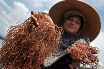 Pengembangan rumput laut di perbatasan tingkatkan kesejahteraan