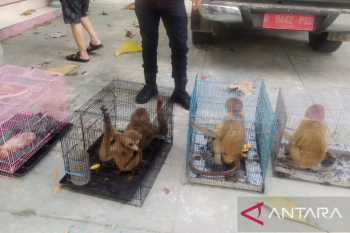 Berkas penyelundupan satwa segera dilimpahkan ke Kejati
