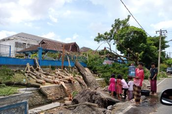 DLH Mataram berupaya mengolah limbah kayu menjadi pelet