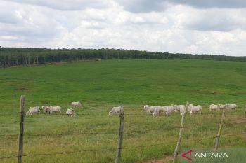 Kreatifitas pemuda kunci pengembangan desa wisata