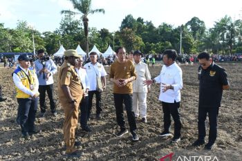 Govt readying 10,000 ha food estate in Papua: President
