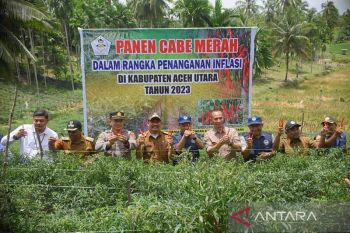 Kelompok tani milenial di Aceh Utara panen ratusan kilogram cabai