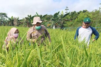 Karantina pertanian Tarakan targetkan pantau daerah sebar 15 OPTK
