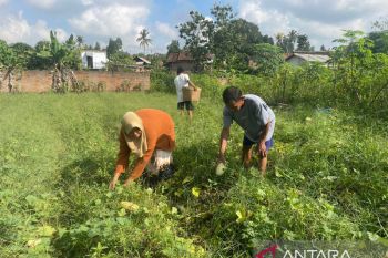 Awal Ramadhan,  petani panen timun suri
