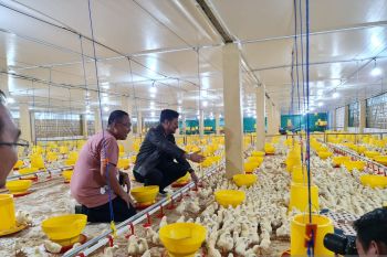 Gowa menjadi lokasi pengembangan peternakan ayam broiler