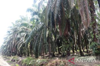 Disbun Pasaman Barat dorong petani sawit gunakan bibit unggul