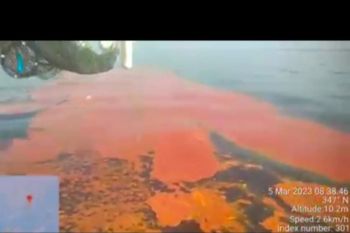 CPO PT IBP Dumai tumpah ke laut, DLH terkesan lembek, Polres hentikan penyelidikan