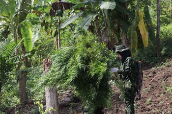 BNN Aceh temukan ribuan batang tanaman ganja siap panen di pegunungan Indrapuri
