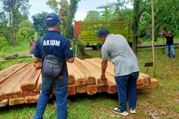 Dua tersangka pembalak kayu ilegal di Sulsel segera disidang