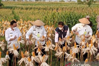 NTT kembangkan 40.000 hektare tanaman jagung