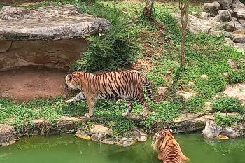 Harimau sumatera Kyai Batua dan Dadih akan dikawinkan