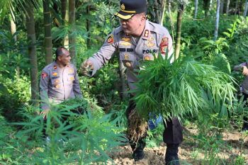 Polisi tangkap seorang petani ganja di Sawang Aceh Utara