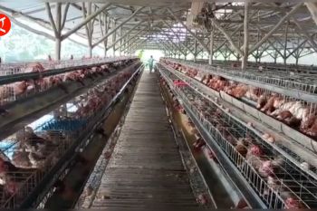 Siasat Pemkot Bandung antisipasi penularan flu burung