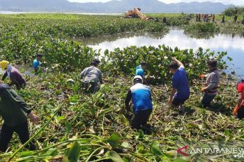 Danau Tondano semakin menyusut dan dangkal